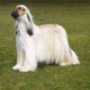 Ch.Sitana Jaranwala at Tulak JW