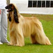 Ch.Tulak The Fugitive