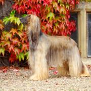 Ch.Tulak The Patriot at Dargai ShCM