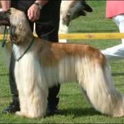 Ch.Tulak Risky Business at Wilbus JW