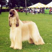 Ch.Tulak Ace Ventura