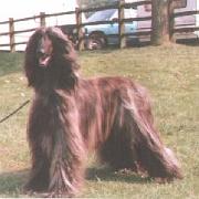 Çh.Tulak Basic Instinct at Sulahmara JW