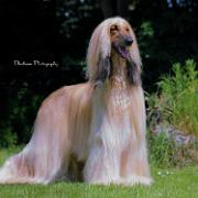 Ch.Tulak The Sentinel at Tazieff JW ShCM