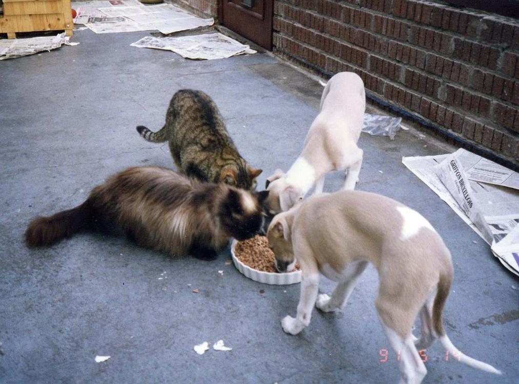 Cats n dogs