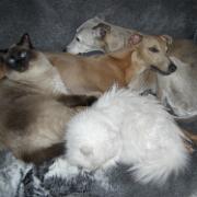 Whippets n cats