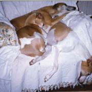 Bramble, Millie & Jake